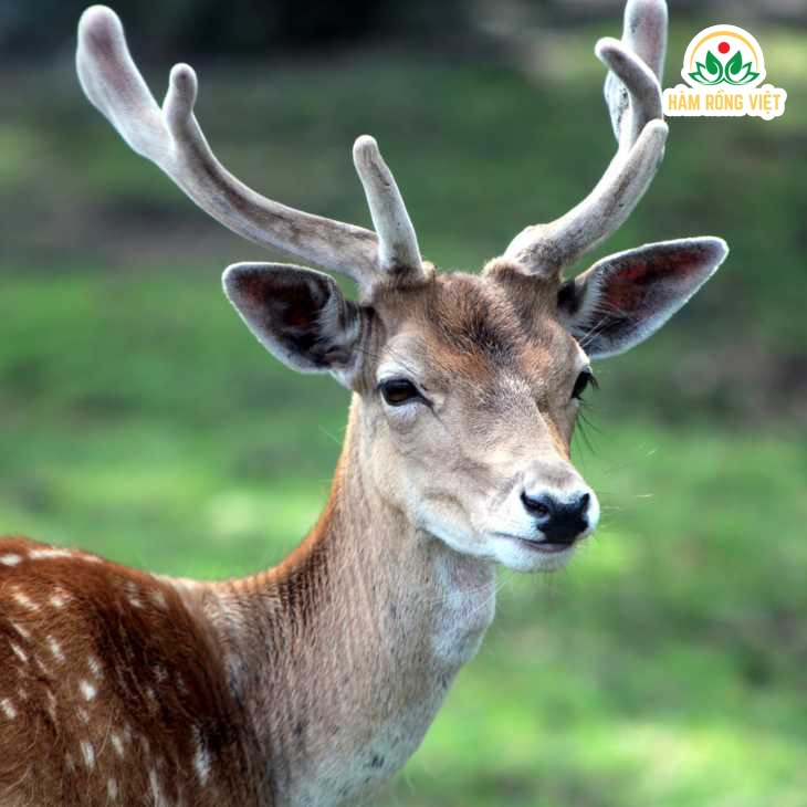 Nhung hươu có tác dụng gì