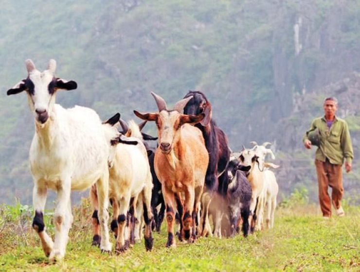 Cao dê có tác dụng gì? Ai có thể sử dụng cao dê?