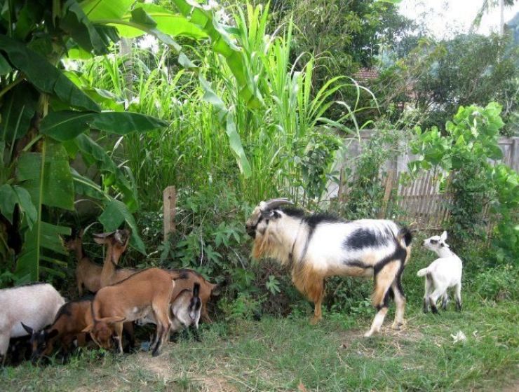 Bí quyết nấu cao dê - dê càng già thì cao càng tốt