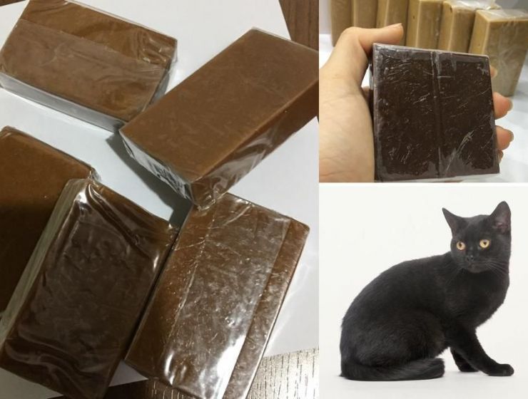 Cao mèo vì sao quý? Cách sử dụng cao mèo