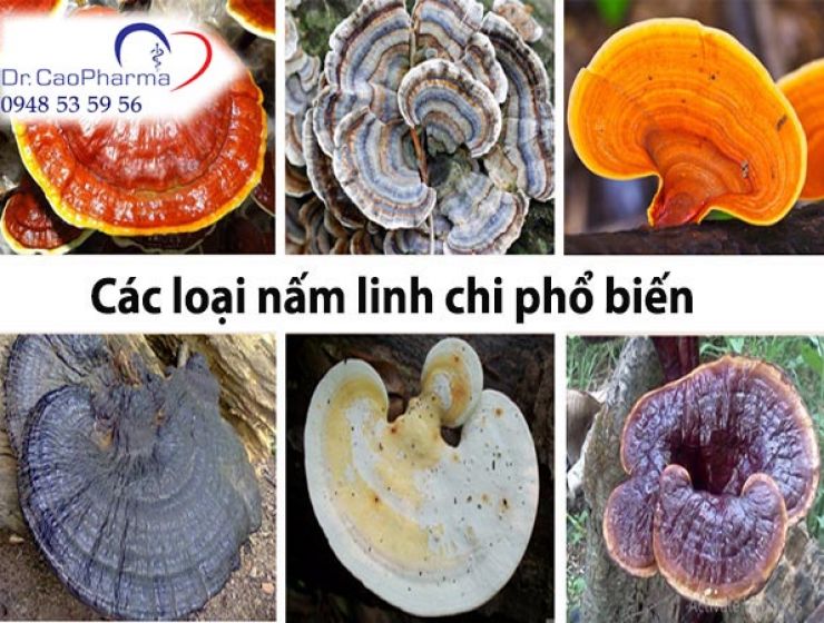 Nấm linh chi có mấy loại? Đặc điểm, công dụng từng loại
