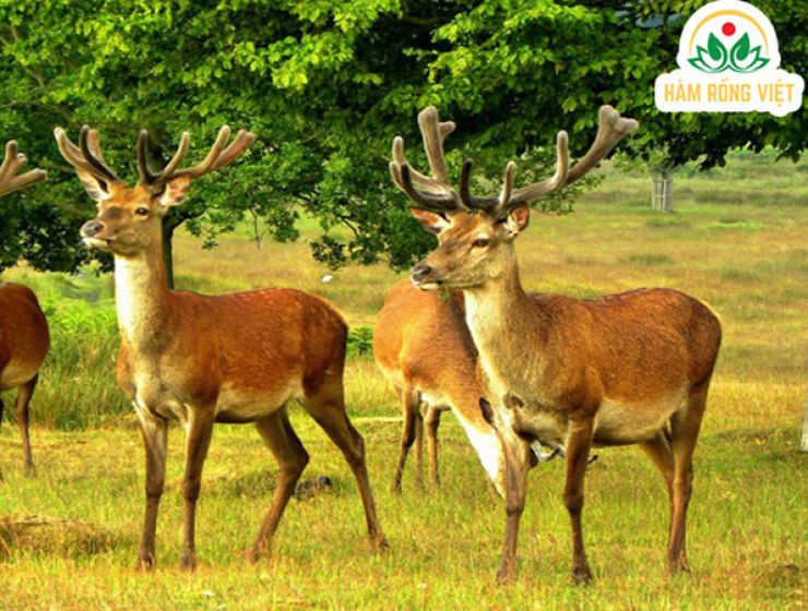 Cao gạc nai phù hợp cho lứa tuổi nào?