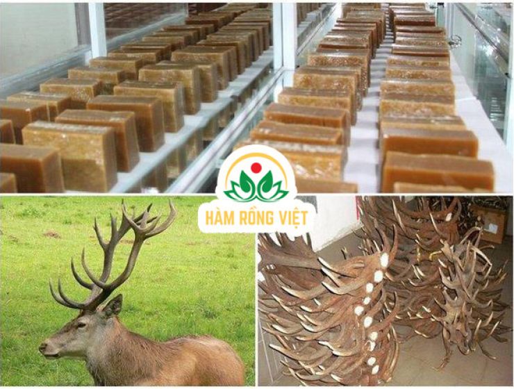 Tác dụng của Cao Gạc Nai cho người lớn tuổi