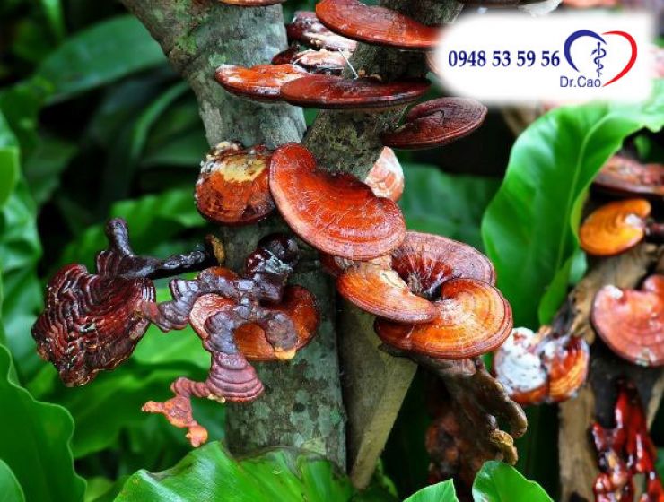 Những điều bạn chưa biết về cao linh chi Hàn Quốc