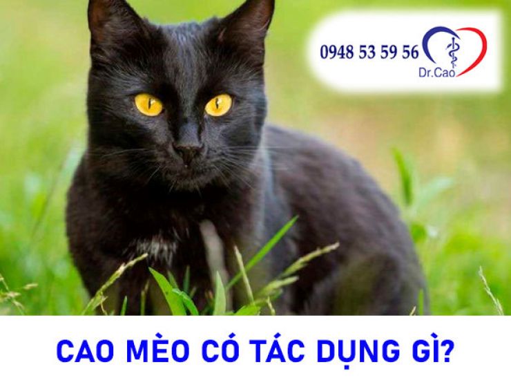 Cao mèo đen có tác dụng gì? Cách phân biệt cao mèo nguyên chất