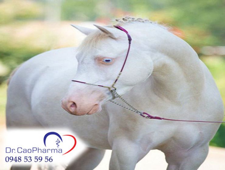 Tác dụng cao ngựa bạch mắt đỏ cho sức khỏe