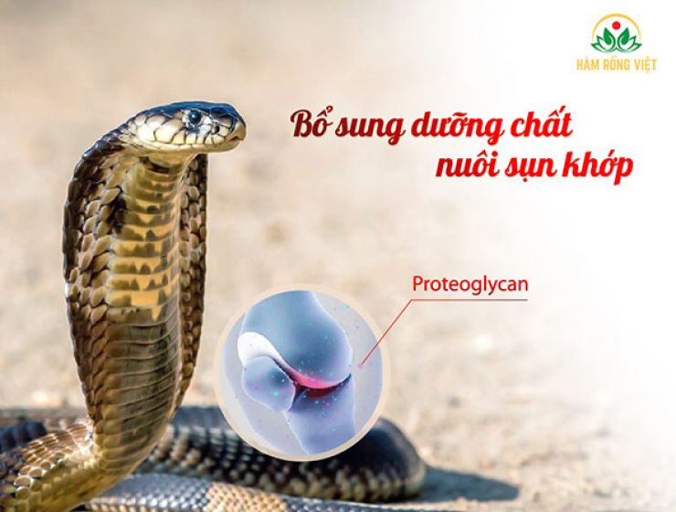 Tác dụng của Cao Xương Rắn cho người lớn tuổi
