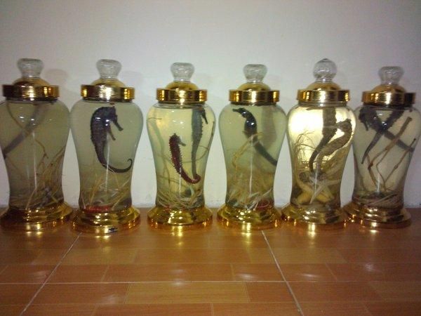 Cao ngựa ngâm rượu kết hợp với các nguyên liệu khác để gia tăng dược tính 1