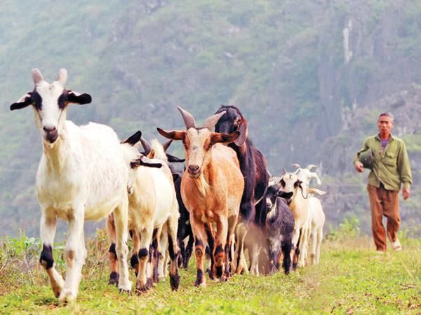 công dụng của cao dê