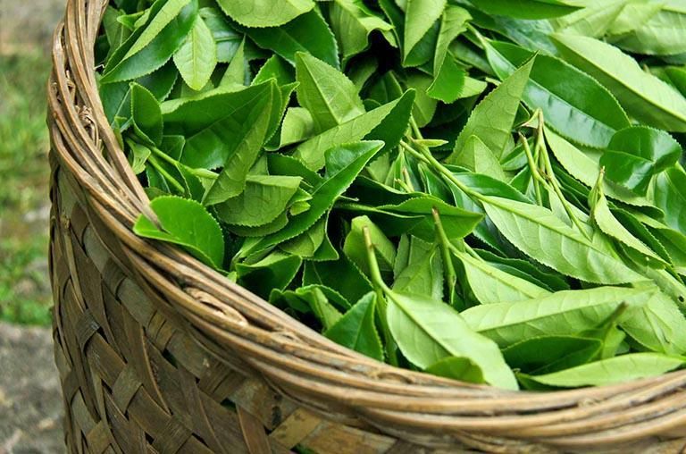 Cao mèo kị một số loại thực phẩm, thức uống và thuốc
