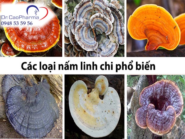 Tổng quan về các loại nấm linh chi phổ biến
