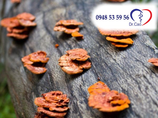 Nấm linh chi được nấu cao sử dụng thường tốt hơn sử dụng tươi