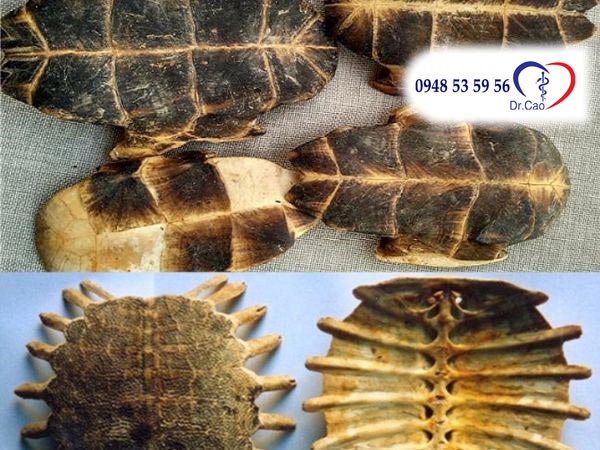 Cao quy bản chứa nhiều dưỡng chất quý hiếm