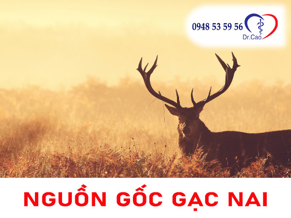 nguồn gốc của gạc nai như thế nào?
