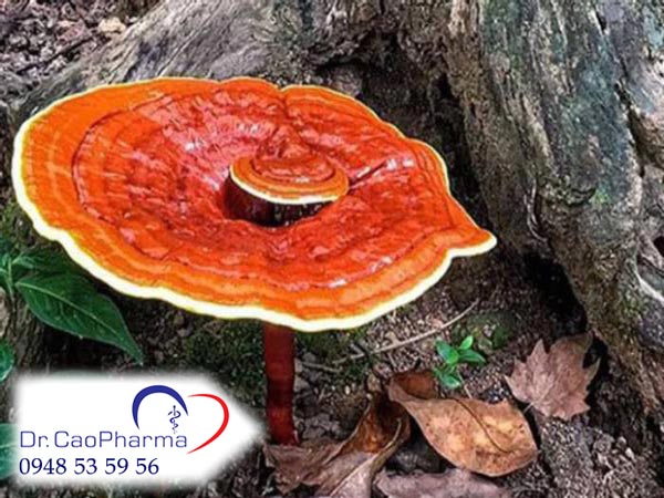 Lợi ích của nấm linh chi đối với người bị huyết áp như thế nào?