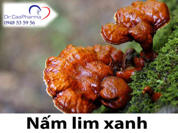 Nấm lim xanh là loại nấm quý mọc trên thân gỗ của cây lim xanh