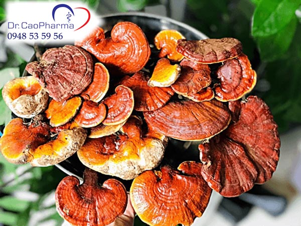 Chuyên gia khuyên rằng nên sử dụng liều lượng an toàn đối với nấm lim xanh